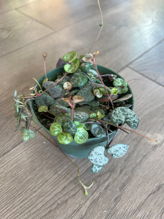 Ceropegia woodii 'String of Hearts'