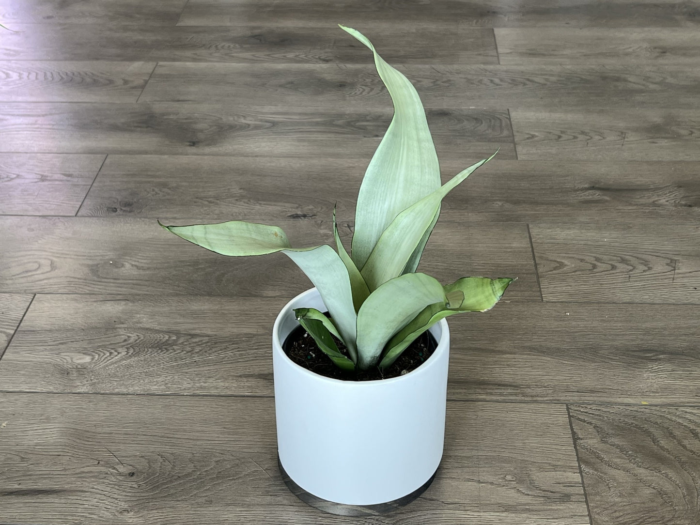 Sansevieria ‘Moonshine’