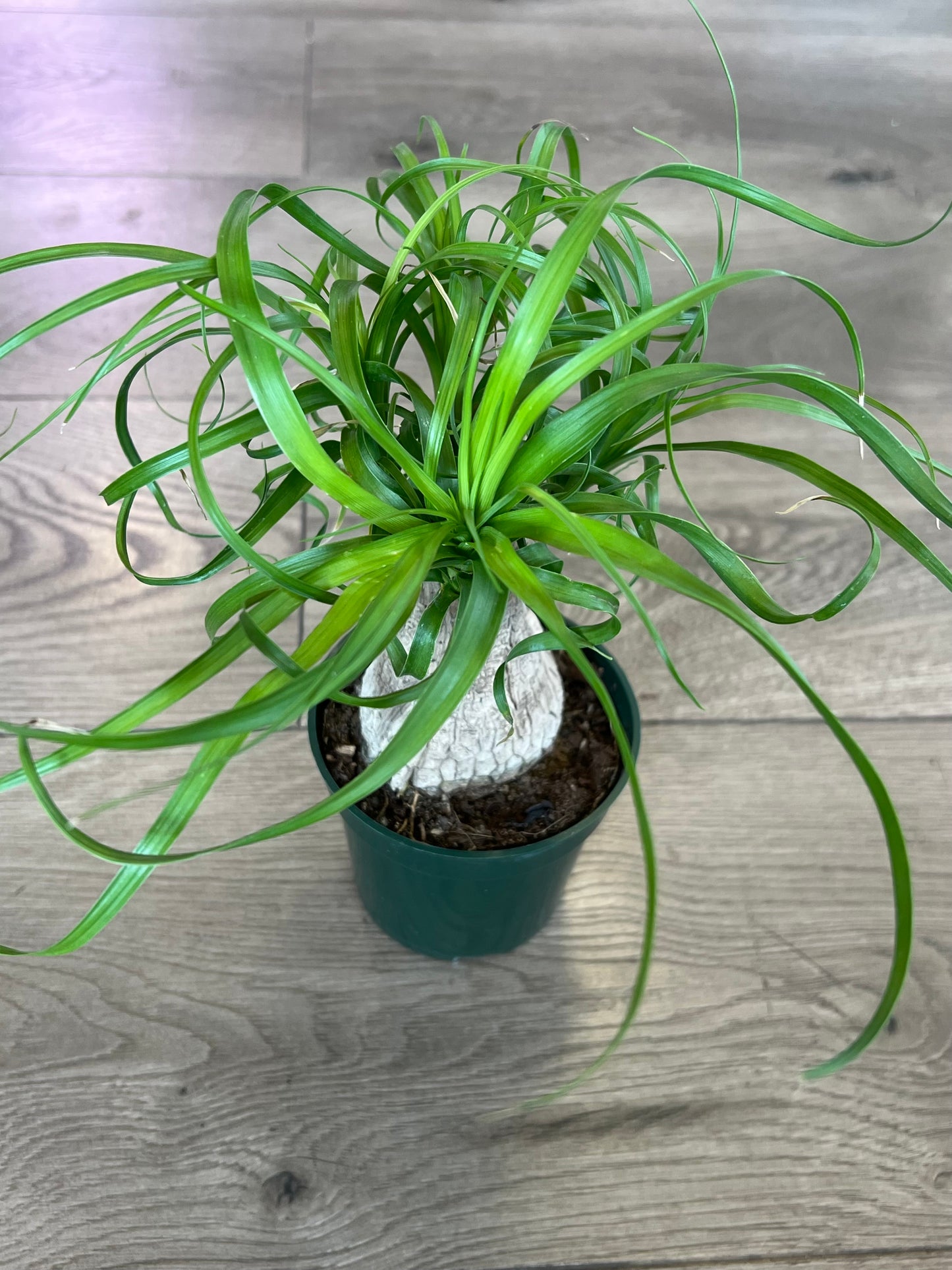 Beaucarnae recurvata 'Ponytail Palm'
