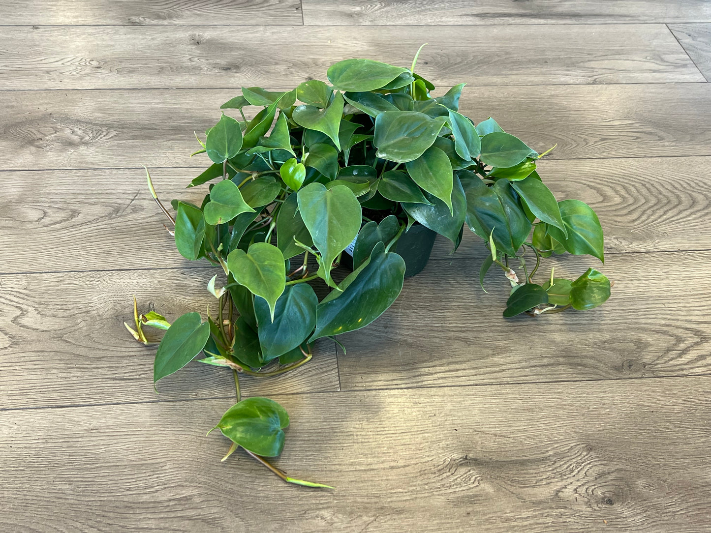 Philodendron cordatum 'Heart Leaf'