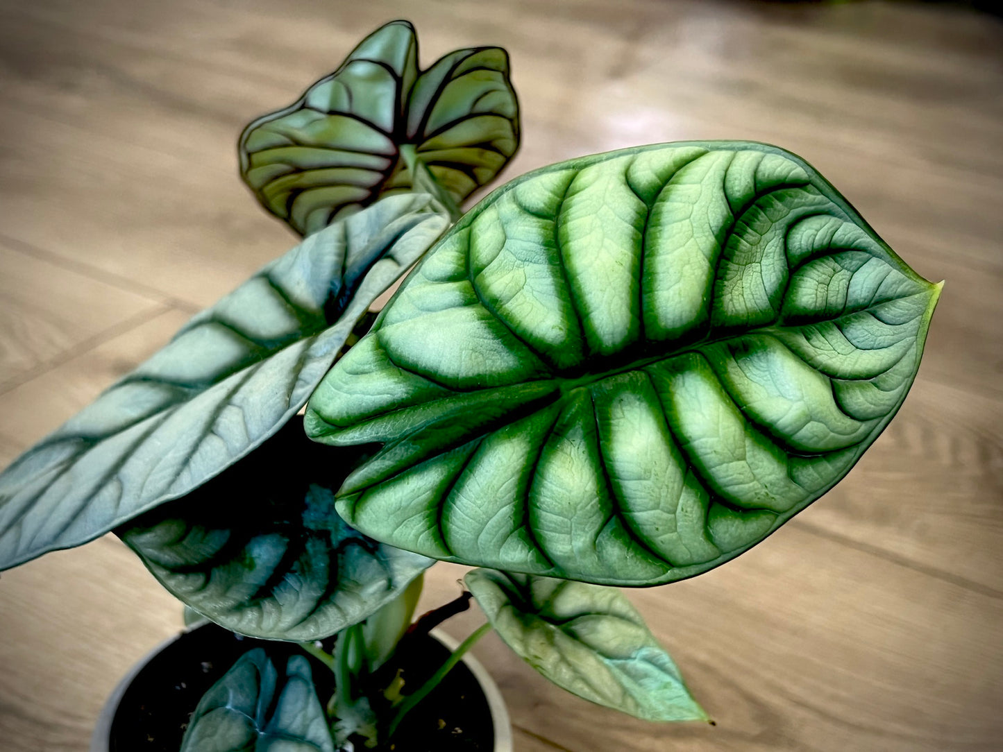 Alocasia 'Silver dragon scale'