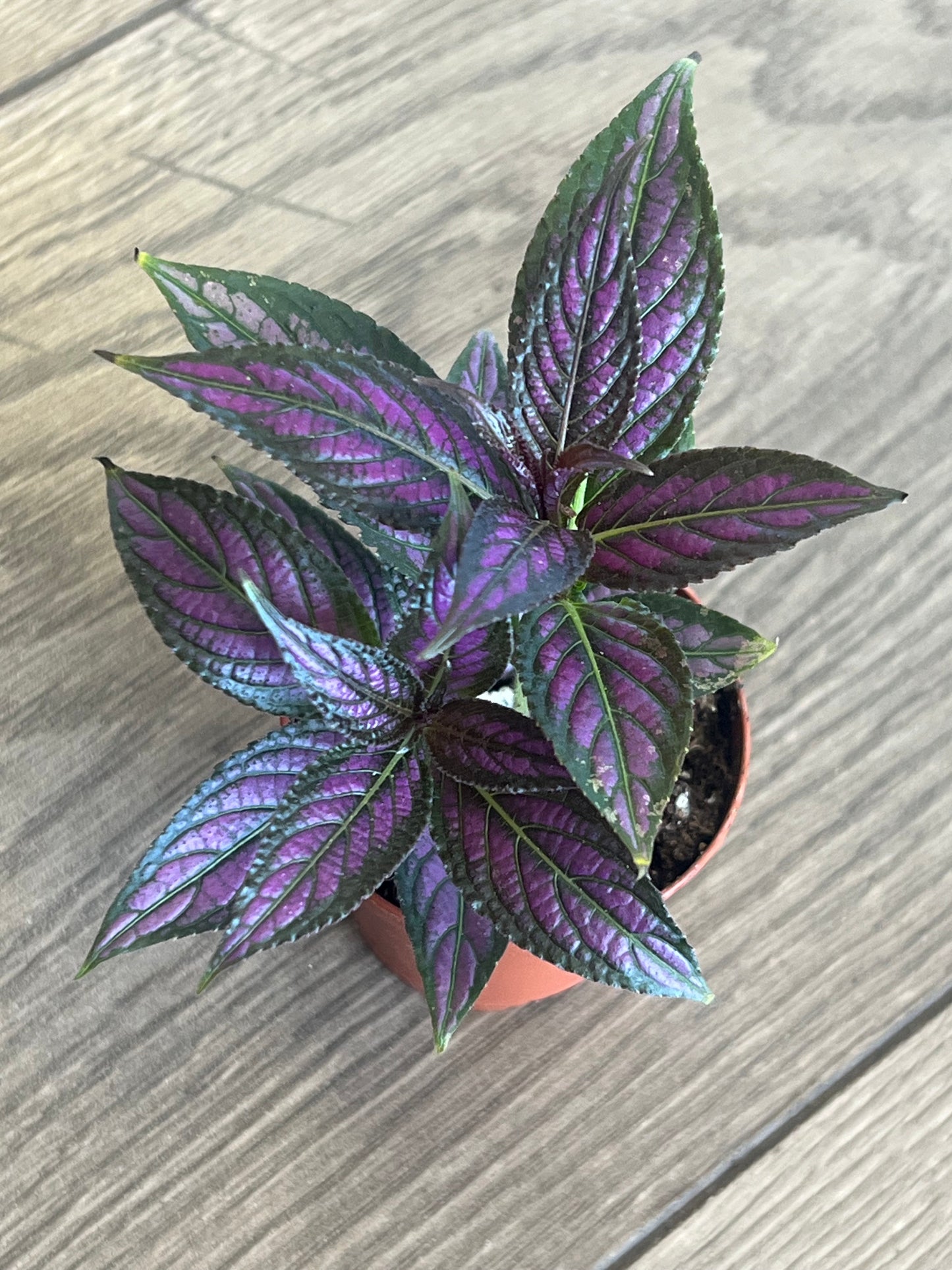 Strobilanthes dyerianus 'Persian Shield'