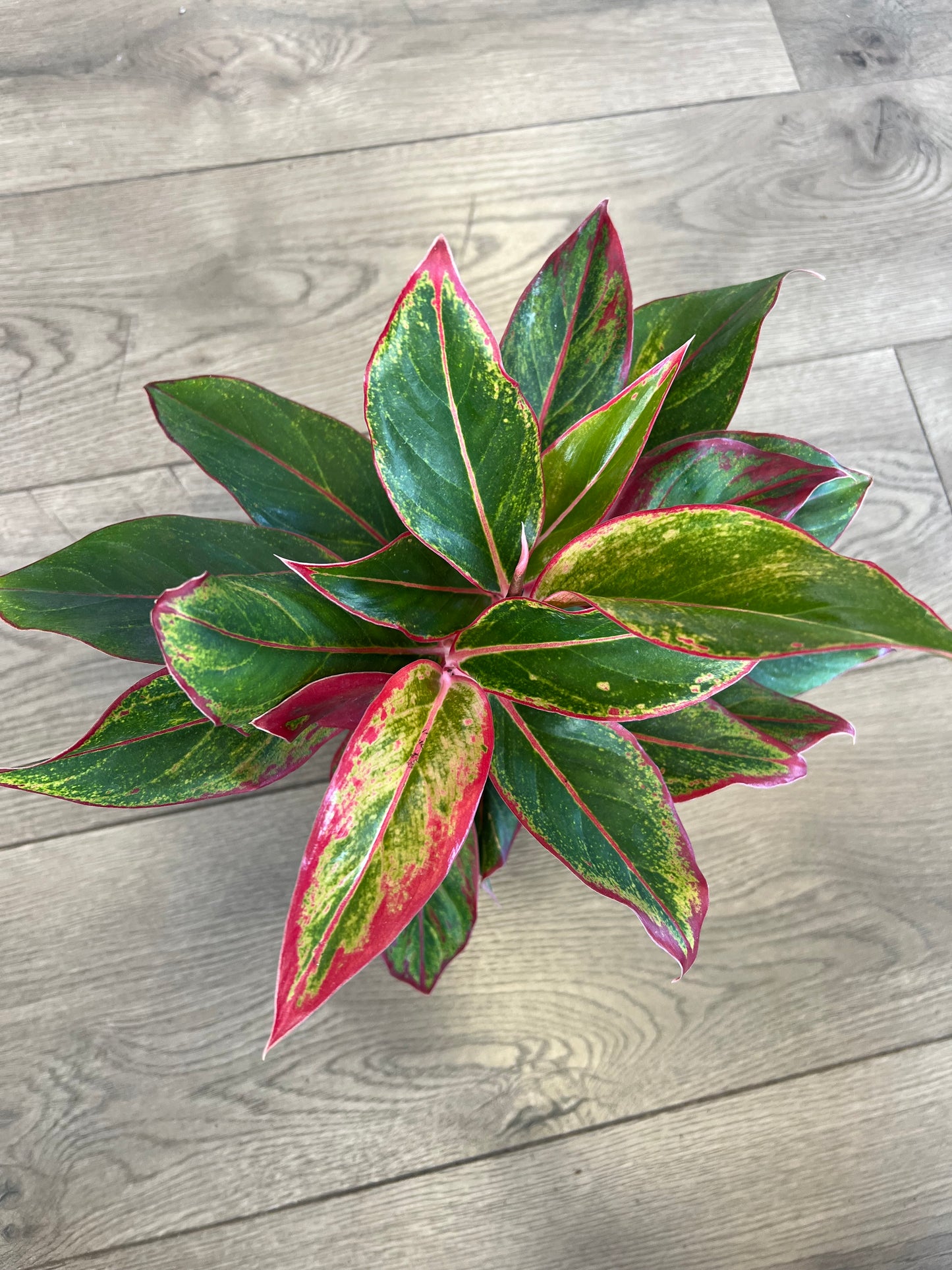 Aglaonema 'Siam'