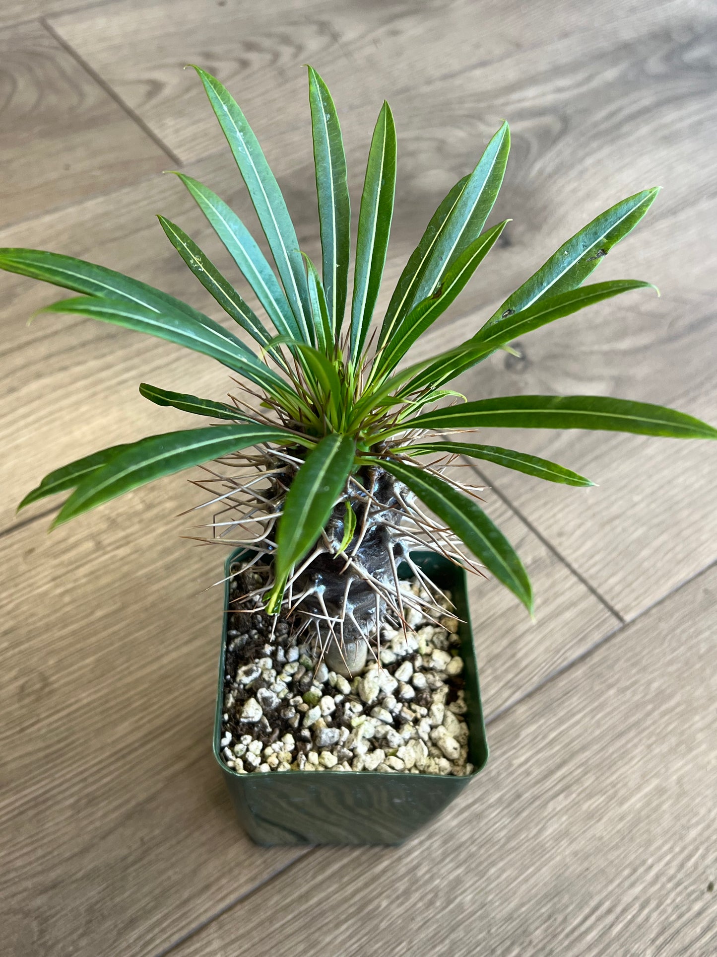 Pachypodium 'Madagascar Palm'