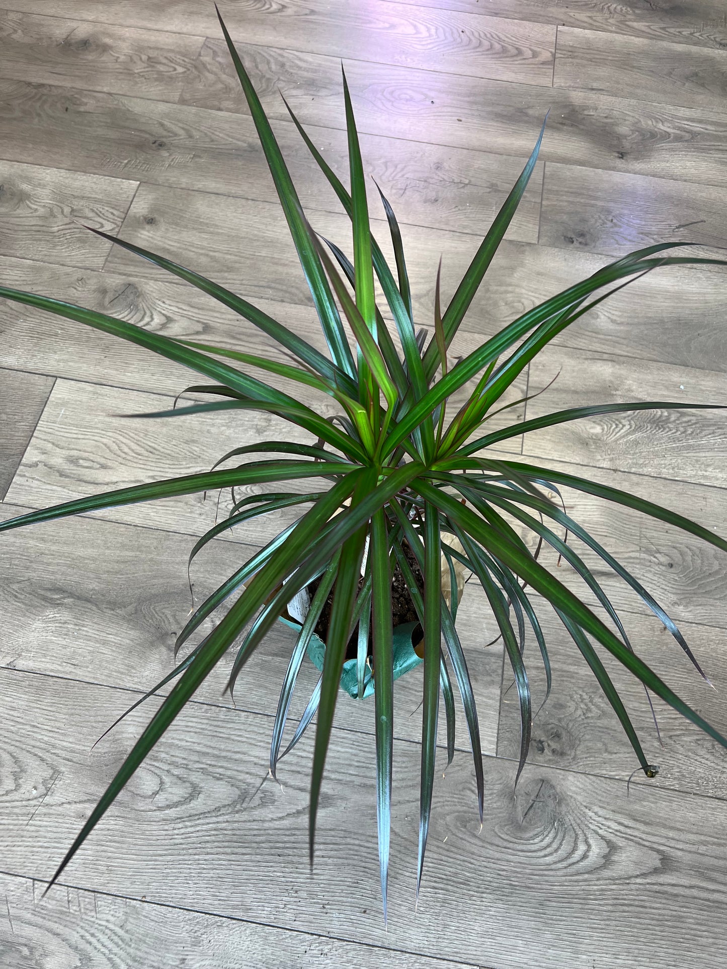 Dracaena marganita