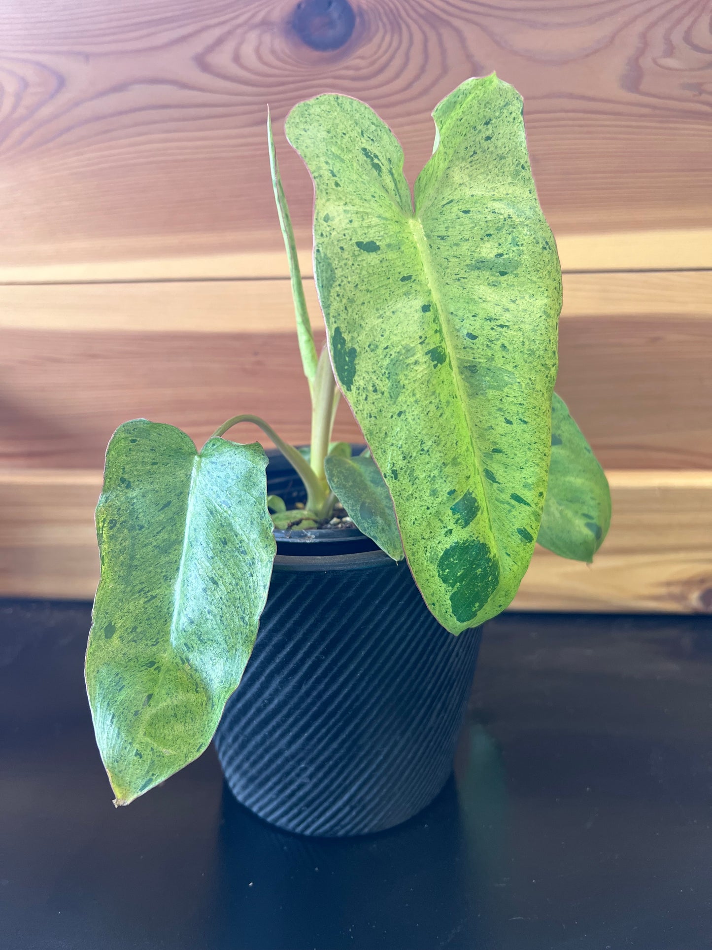 Philodendron 'Paraiso Verde'