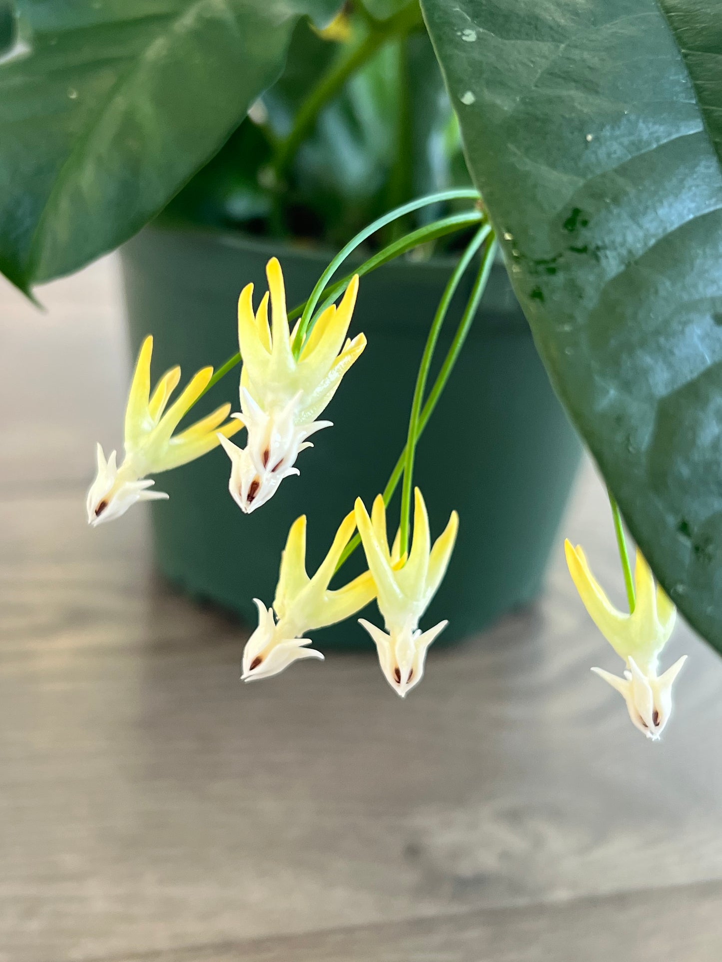 Hoya multiflora 'Shooting Star'