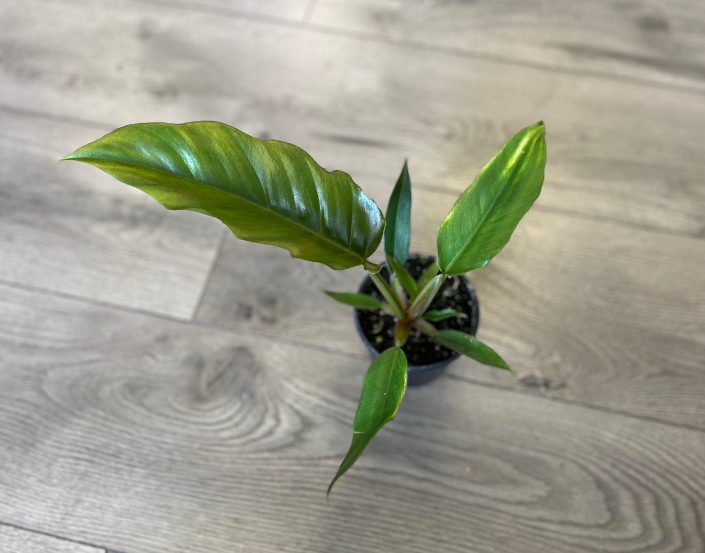 Philodendron ‘Pluto’