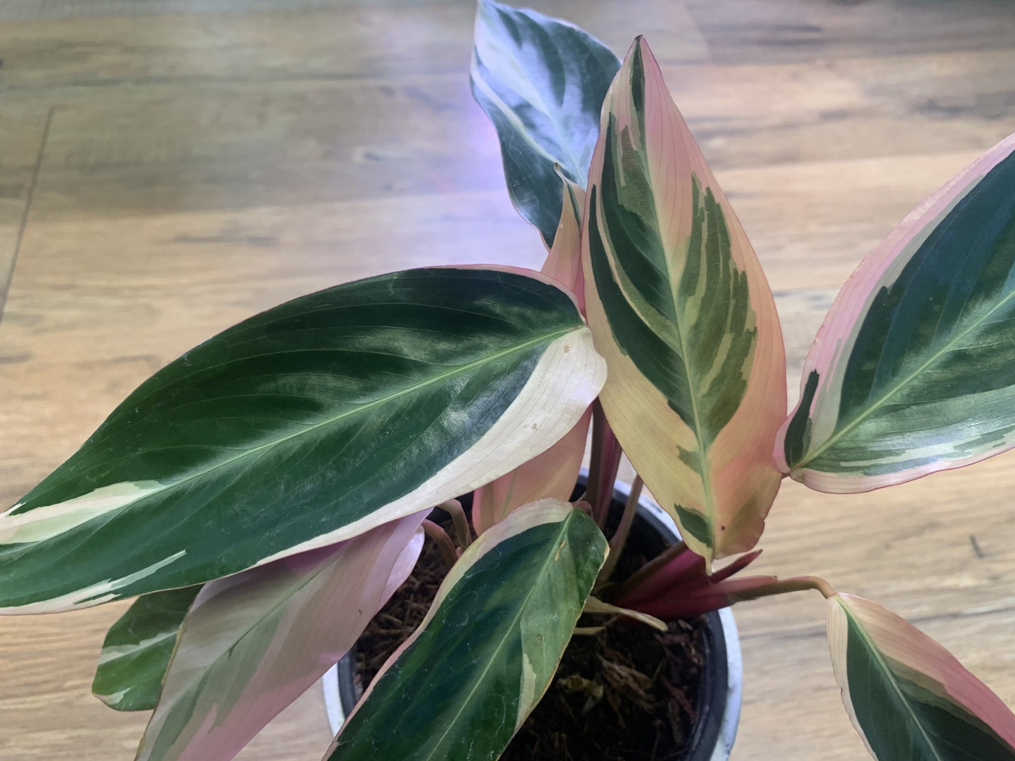 Stromanthe ‘Trio Star’