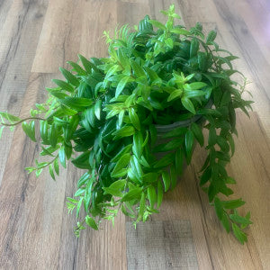 Aeschynanthus 'japhrolepsis lipstick'