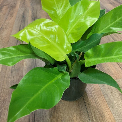 Philodendron 'Moonlight'
