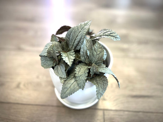 Pilea cadierei 'Silver Plated'