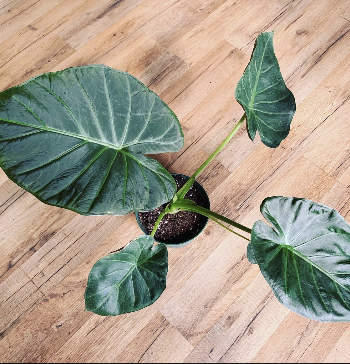 Alocasia 'Regal Shield'