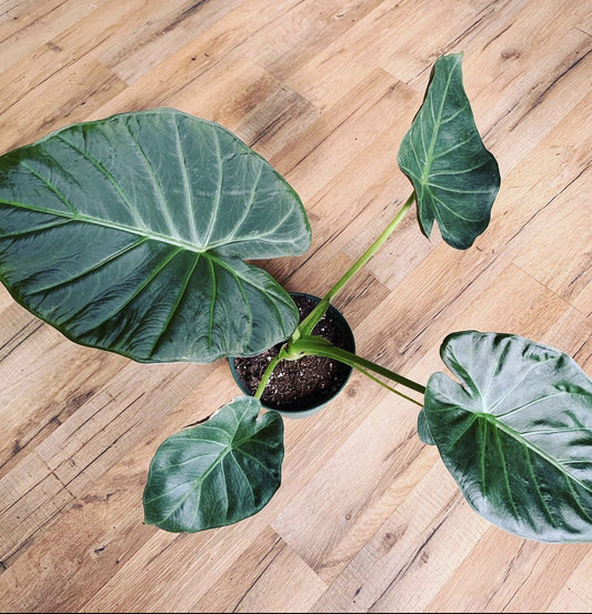 Alocasia 'Regal Shield'