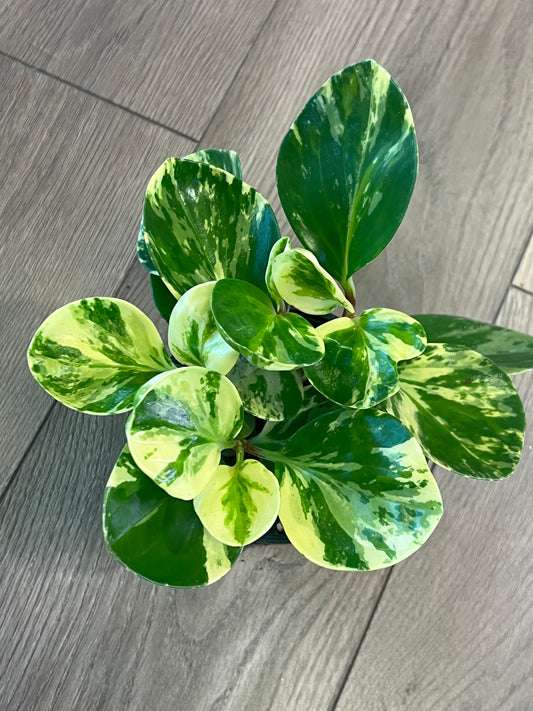 Peperomia obtusifolia 'Marble'