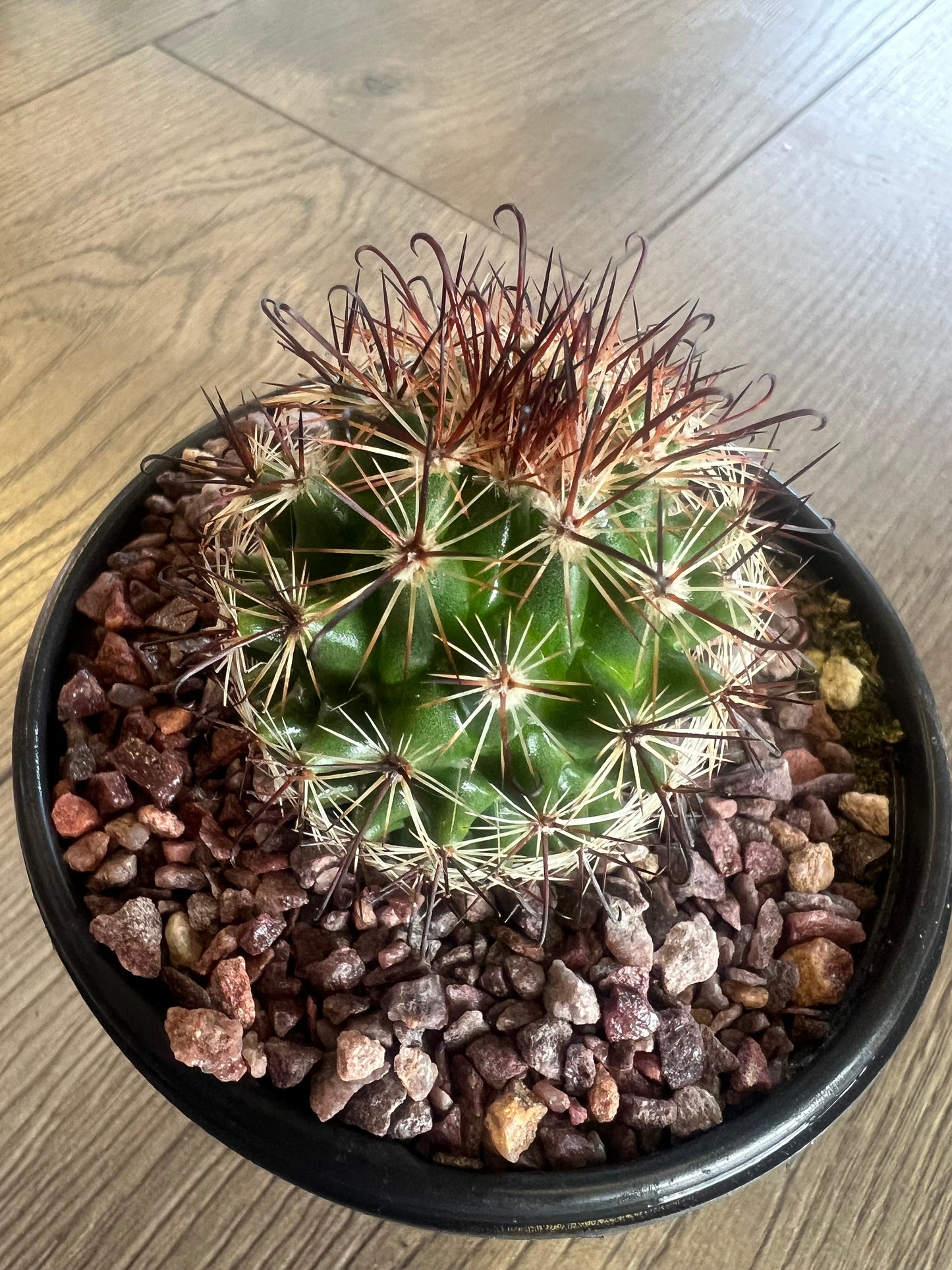 Mammillaria saffordii 'Fish hook cactus'