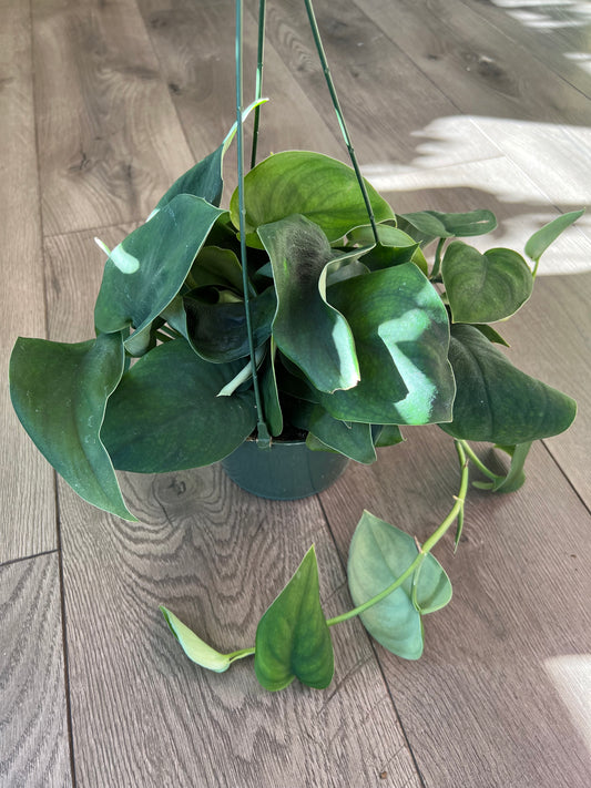 Scindapsus 'Jade Satin'