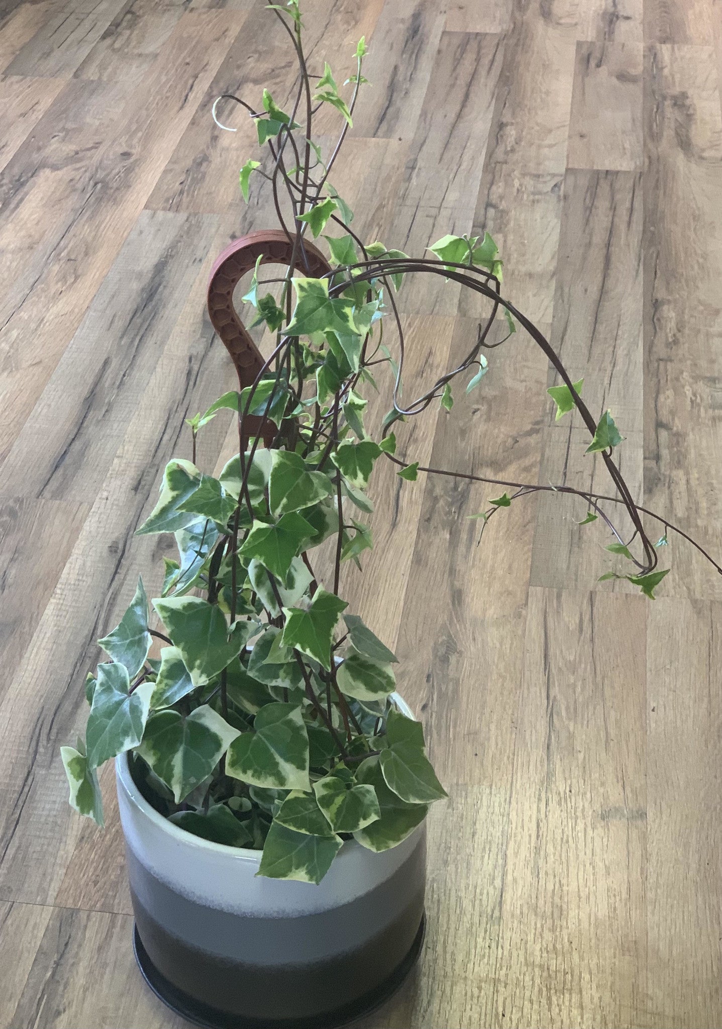 Senecio macroglossus 'Wax Ivy'