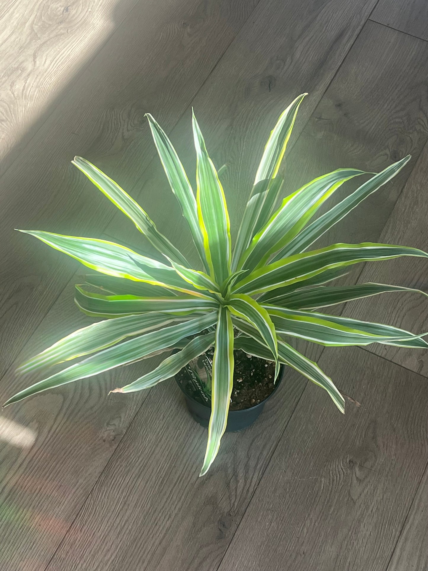 Dracaena 'Lemon Lime'