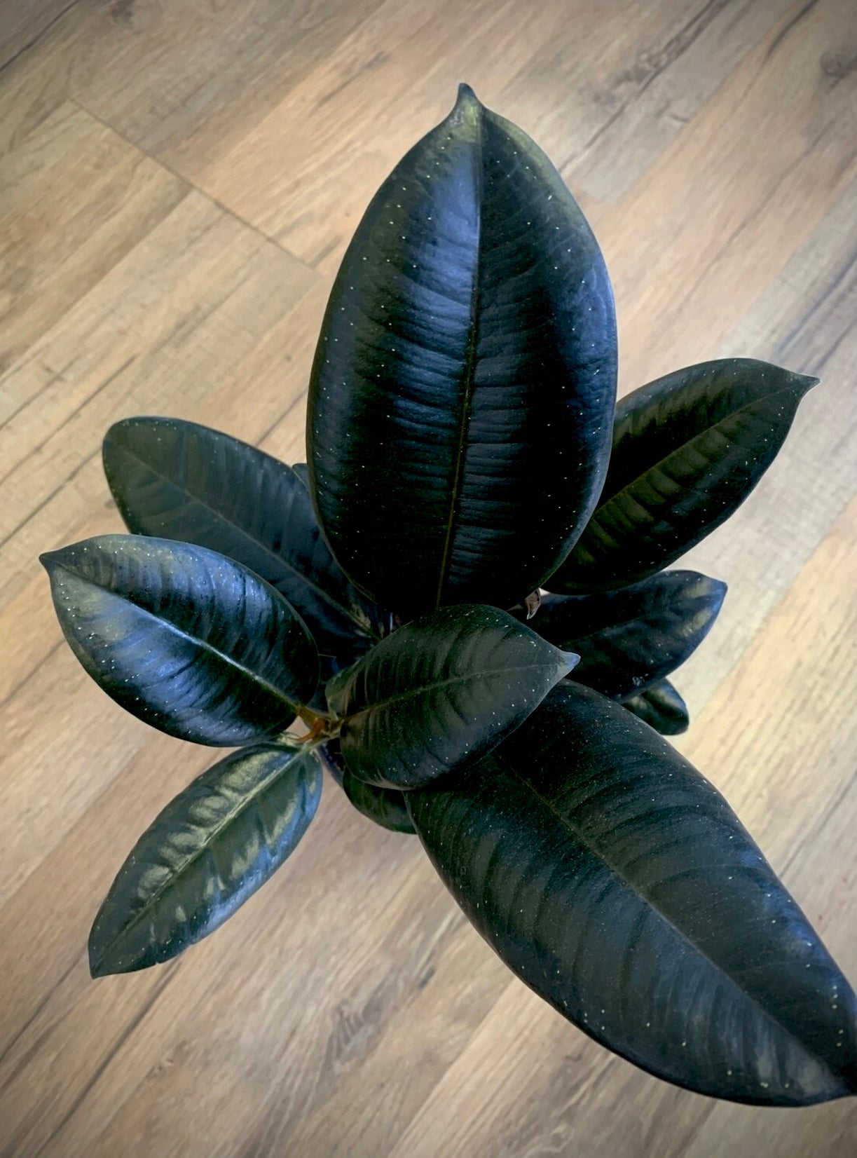 Ficus elastica 'Burgundy Rubber tree'