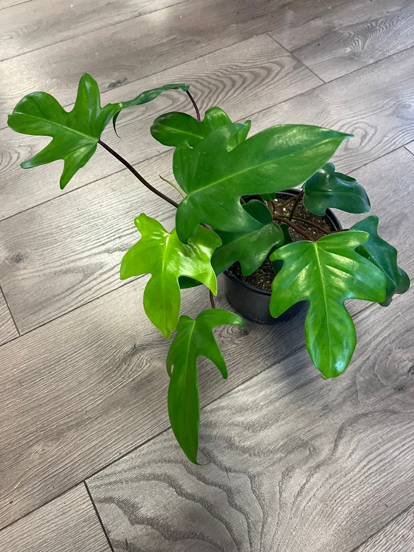 Philodendron 'Florida Green'