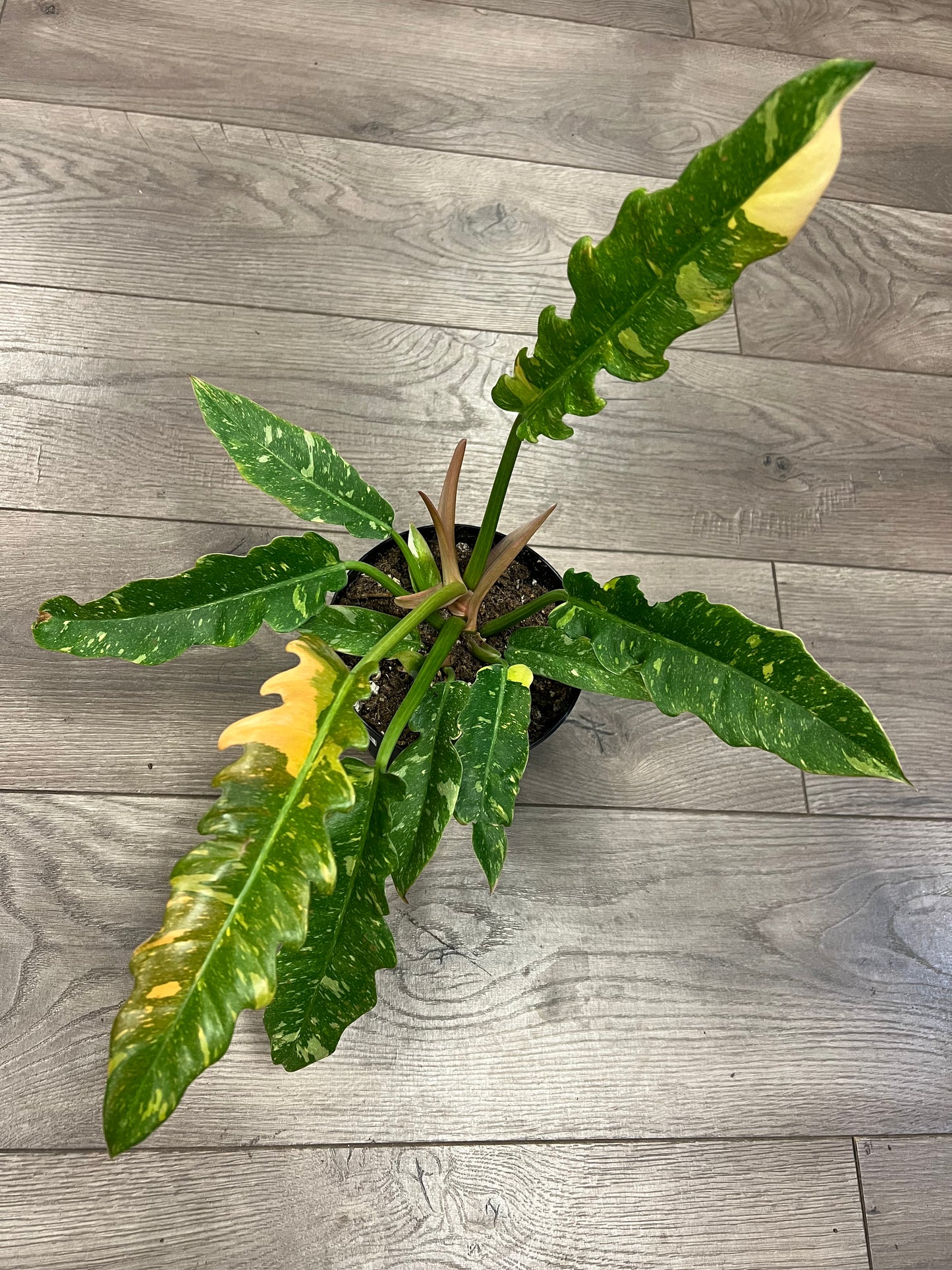 Philodendron 'Ring of Fire'