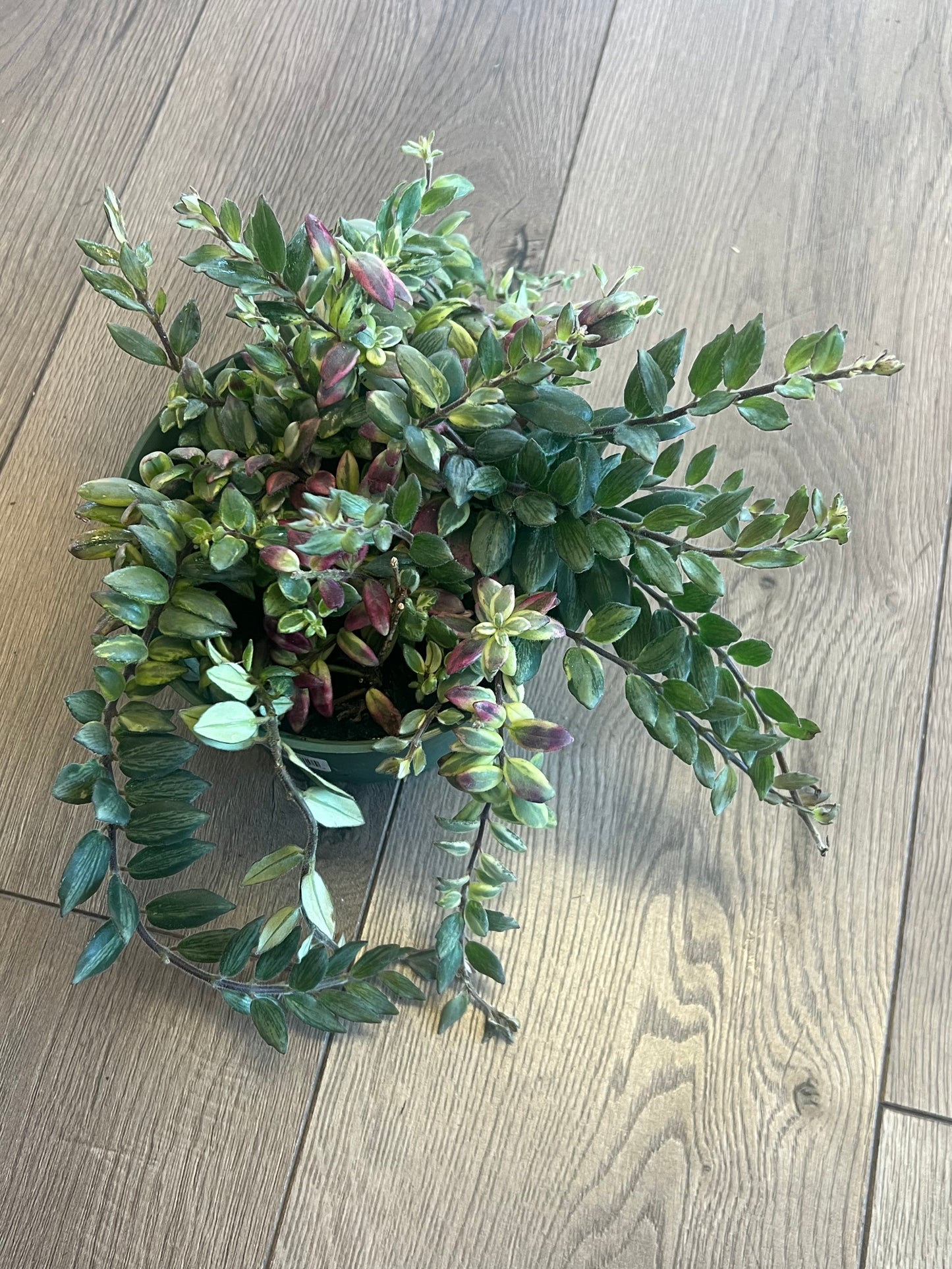 Aeschynanthus 'Bolero Bicolor lipstick'