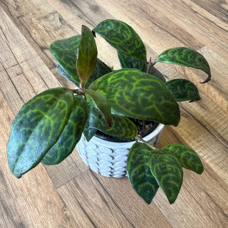 Aeschynanthus longicaulis 'Black Pagoda Lipstick'