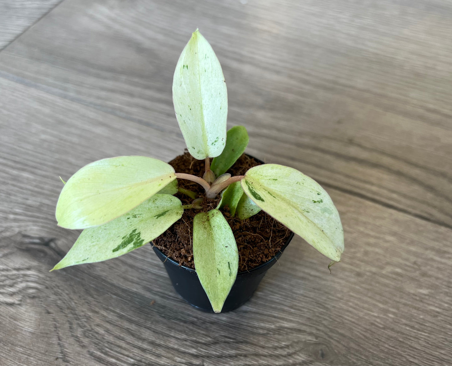 Philodendron 'Snowdrift