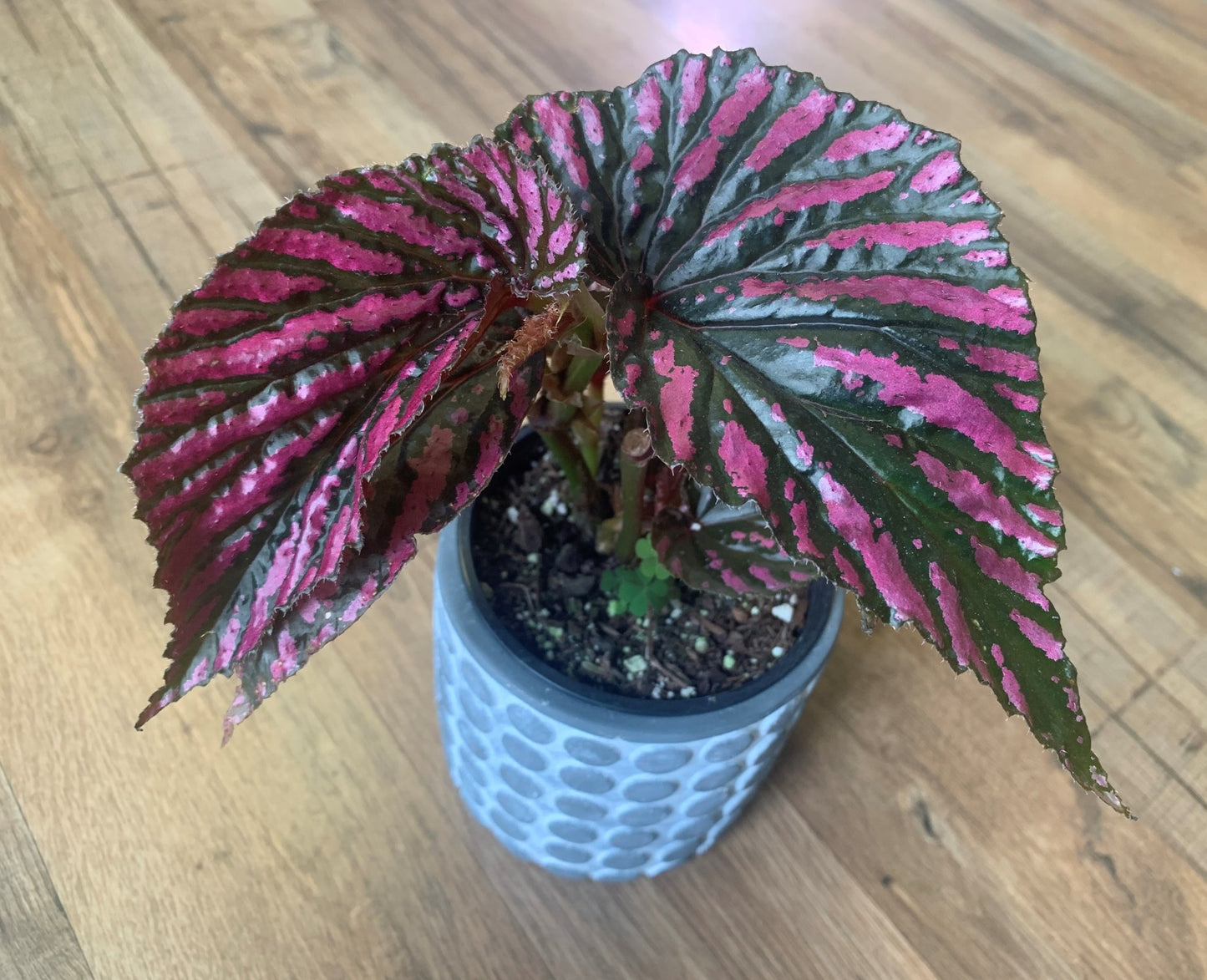 Angel Wing Begonia brevirimosa 'Exotica'
