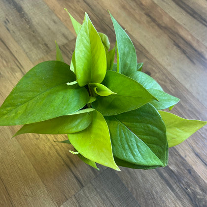 Epipremnum aur. 'Neon Pothos'