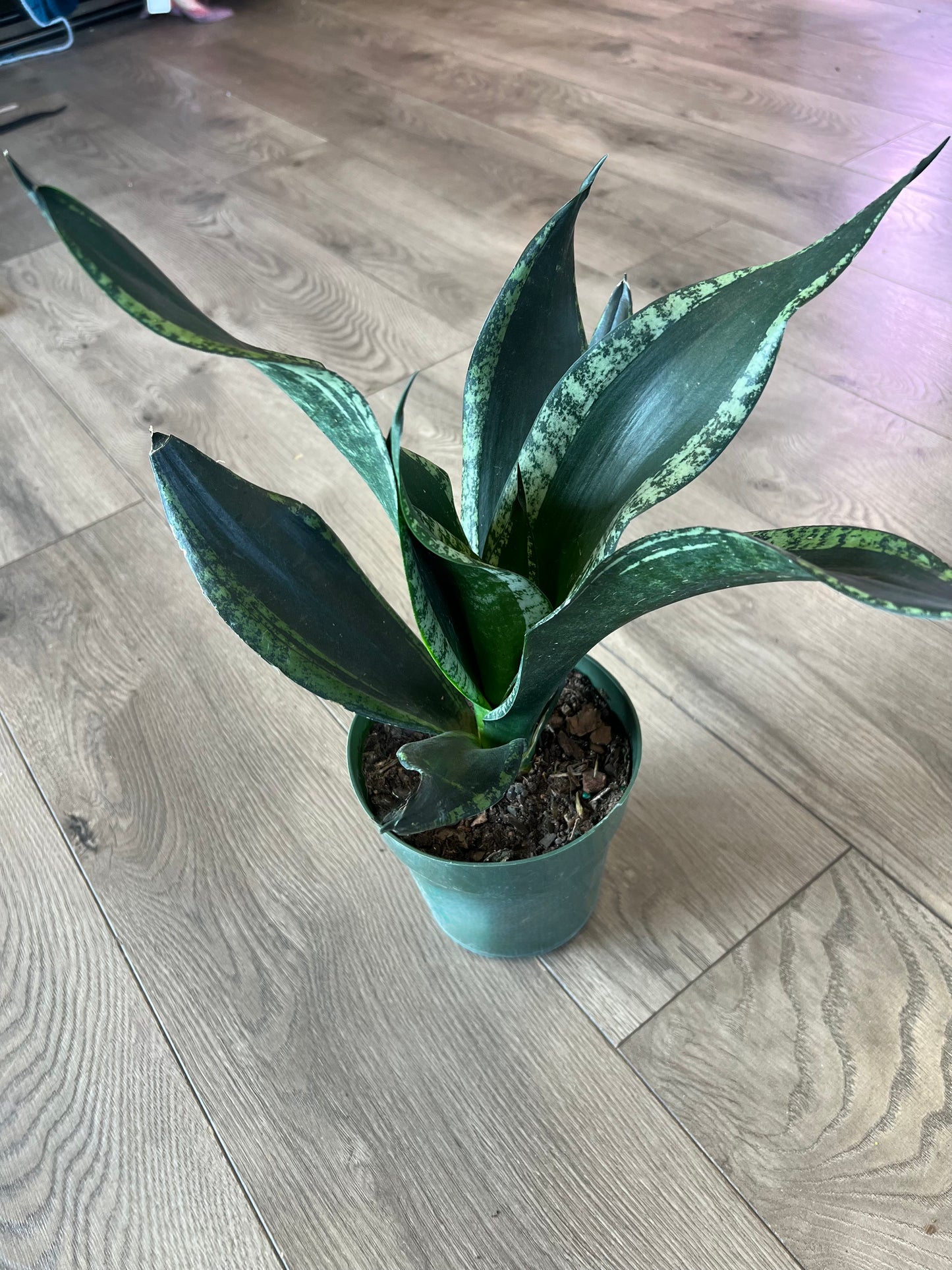 Sansevieria 'Whitney'