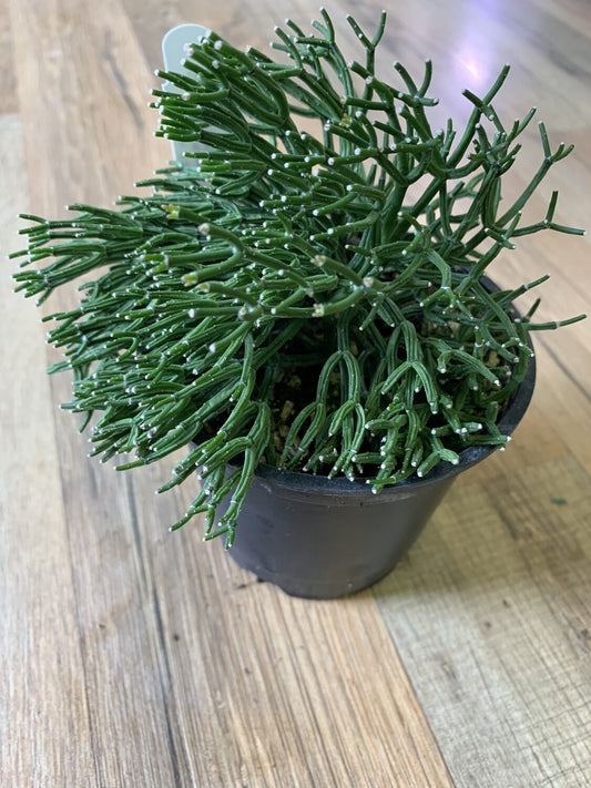 Hatiora salicornioides ‘Dancing Bones cactus’