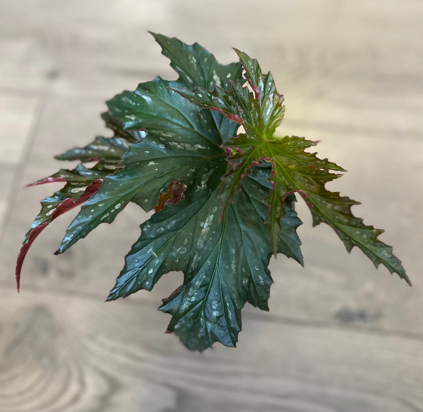 Angel wing Begonia 'Sophia Cecile'