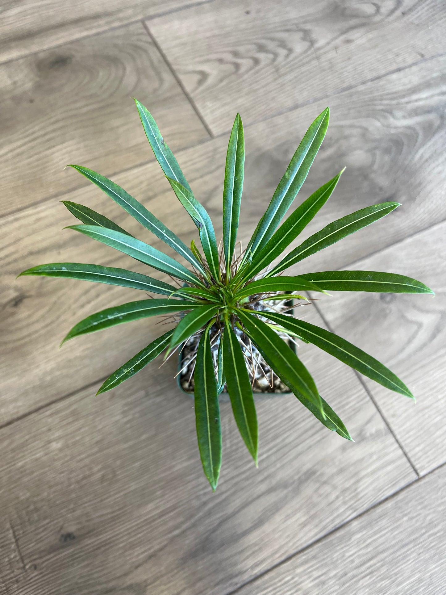 Pachypodium 'Madagascar Palm'