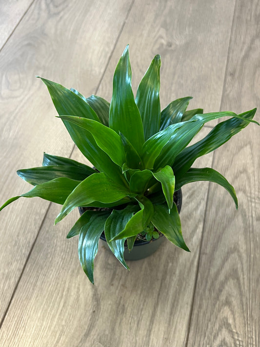 Dracaena 'Janet Craig'