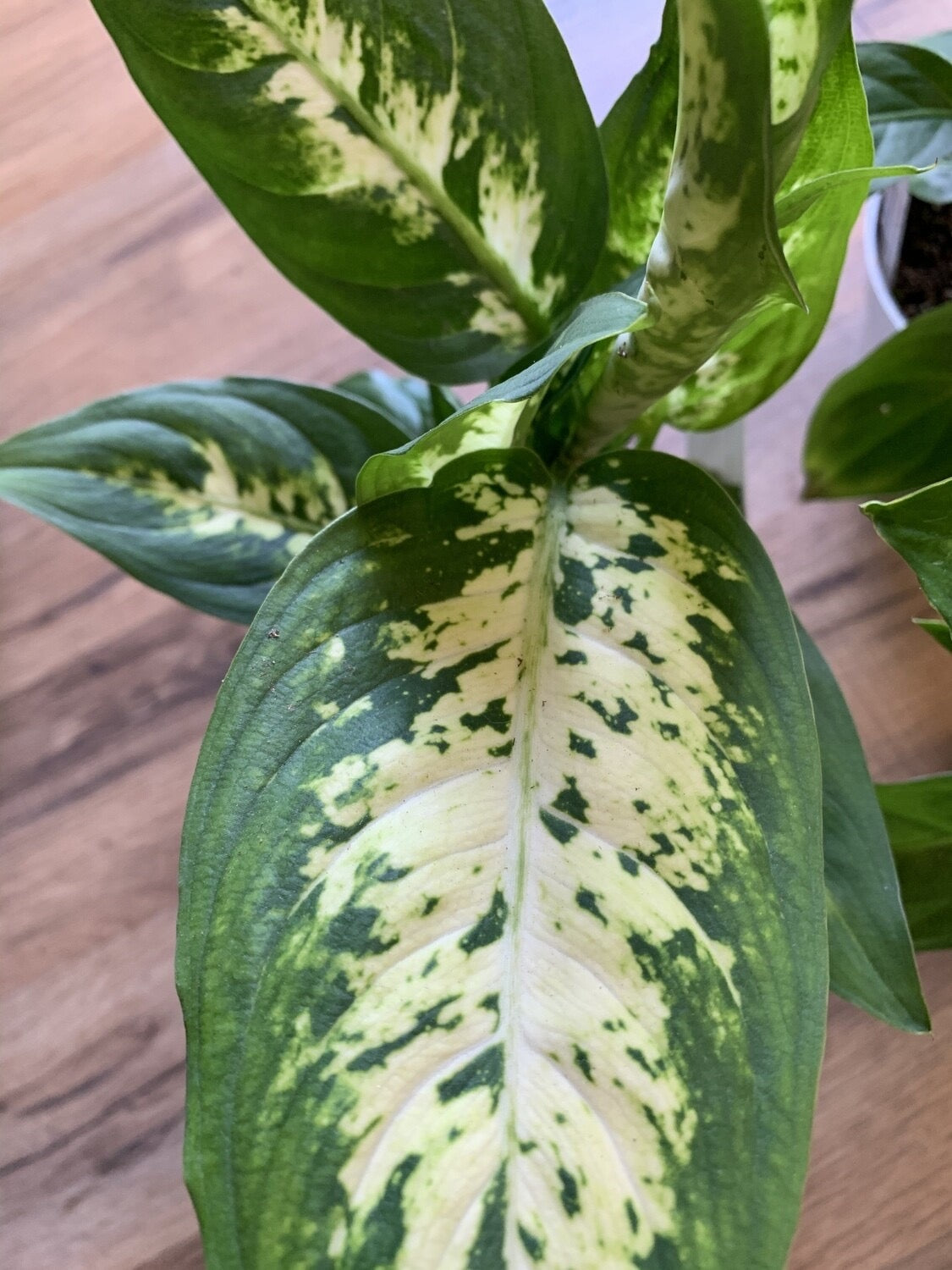 Dieffenbachia 'Tropic Snow'