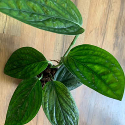 Monstera karstenianum ‘Peru’