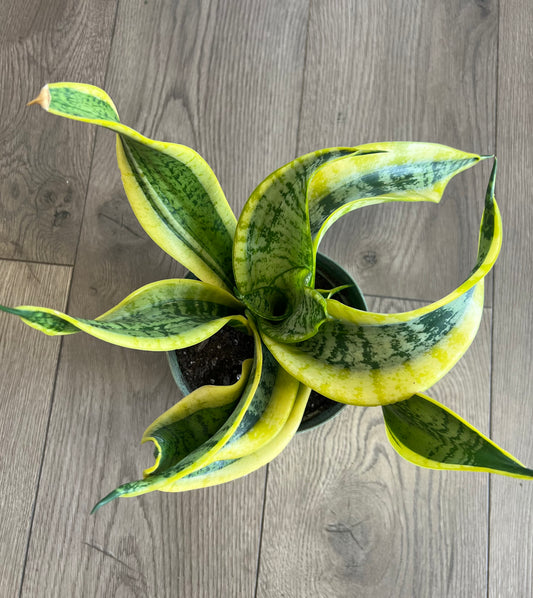 Sansevieria 'Twisted Sister'