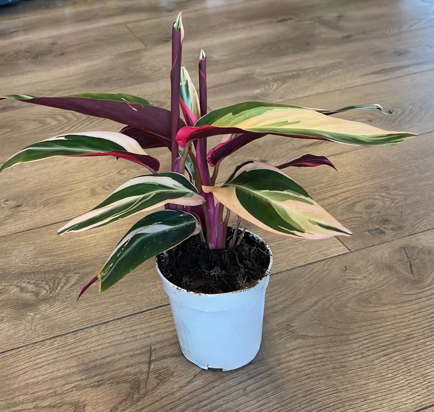 Stromanthe ‘Trio Star’