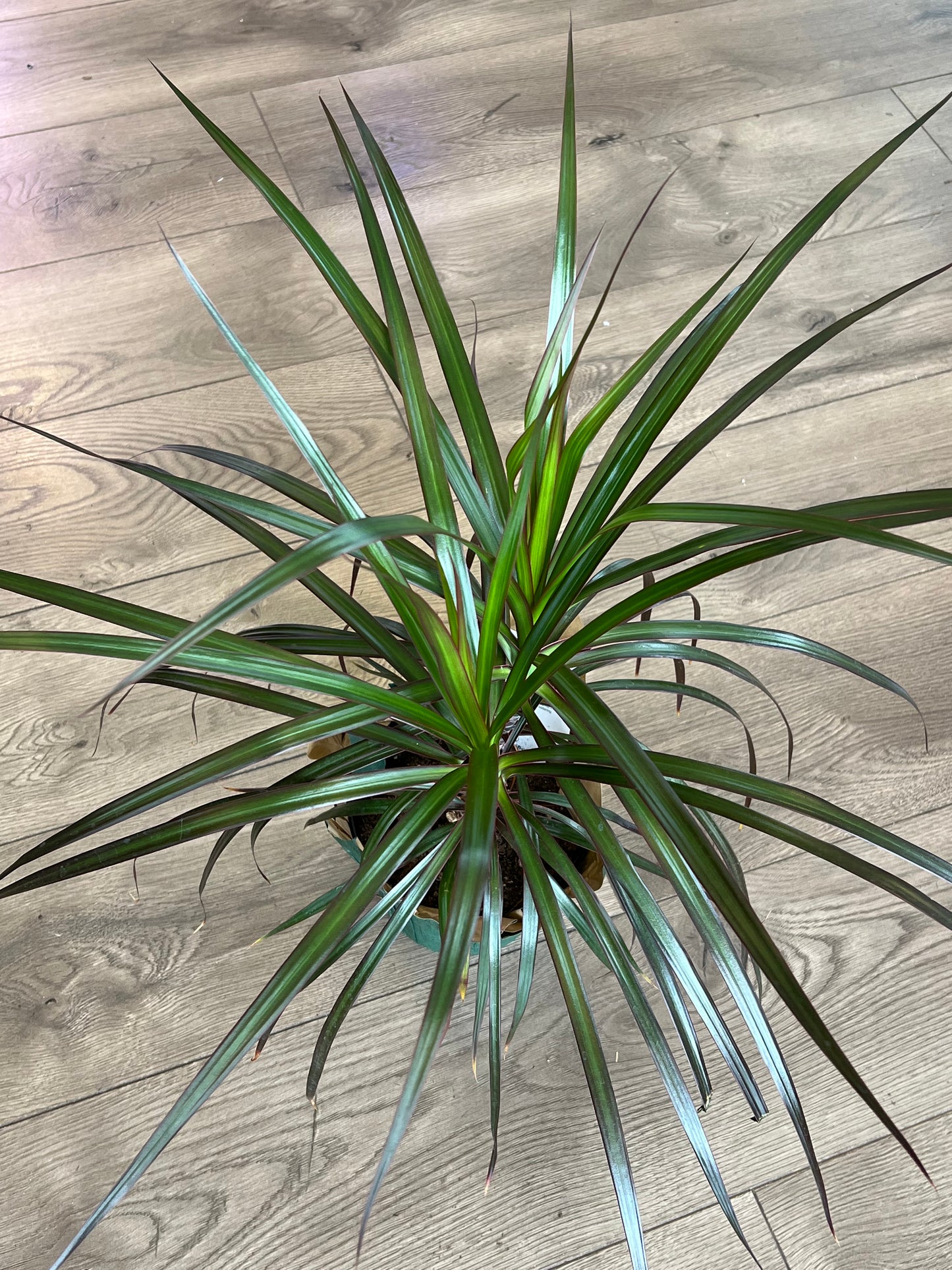 Dracaena marganita