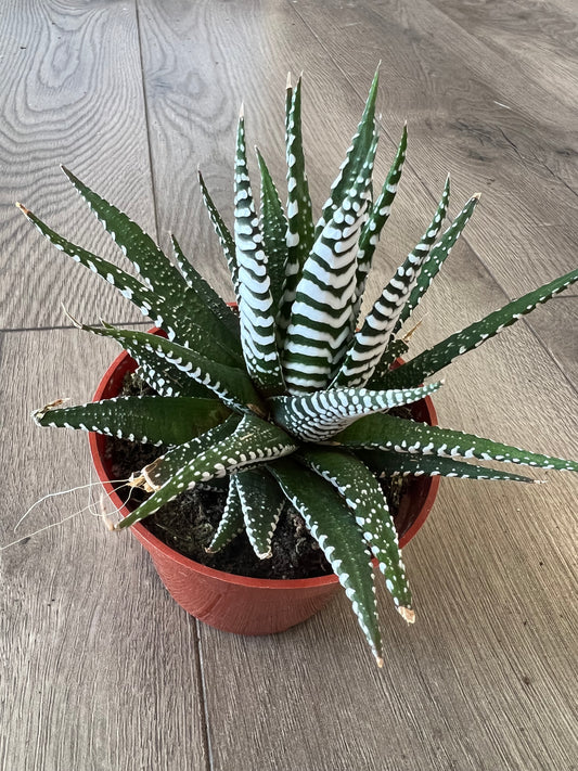 Haworthia attenuata 'Zebra'