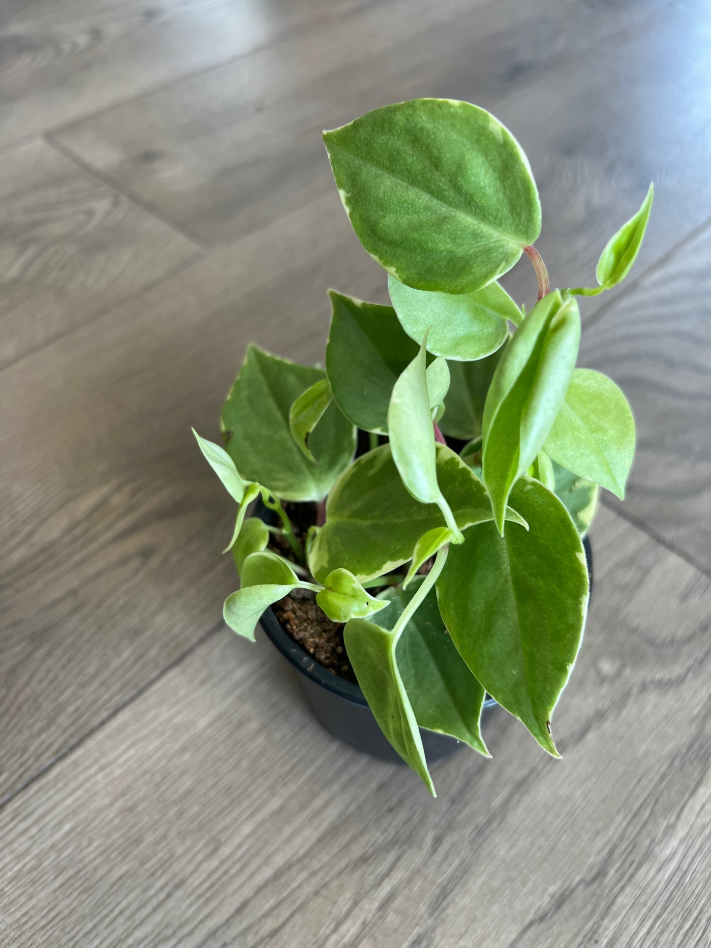 Peperomia Scandens var 'Cupid Peperomia'