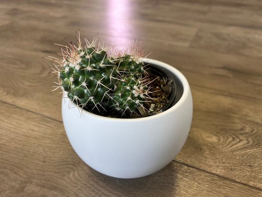 Mammillaria polythele cactus