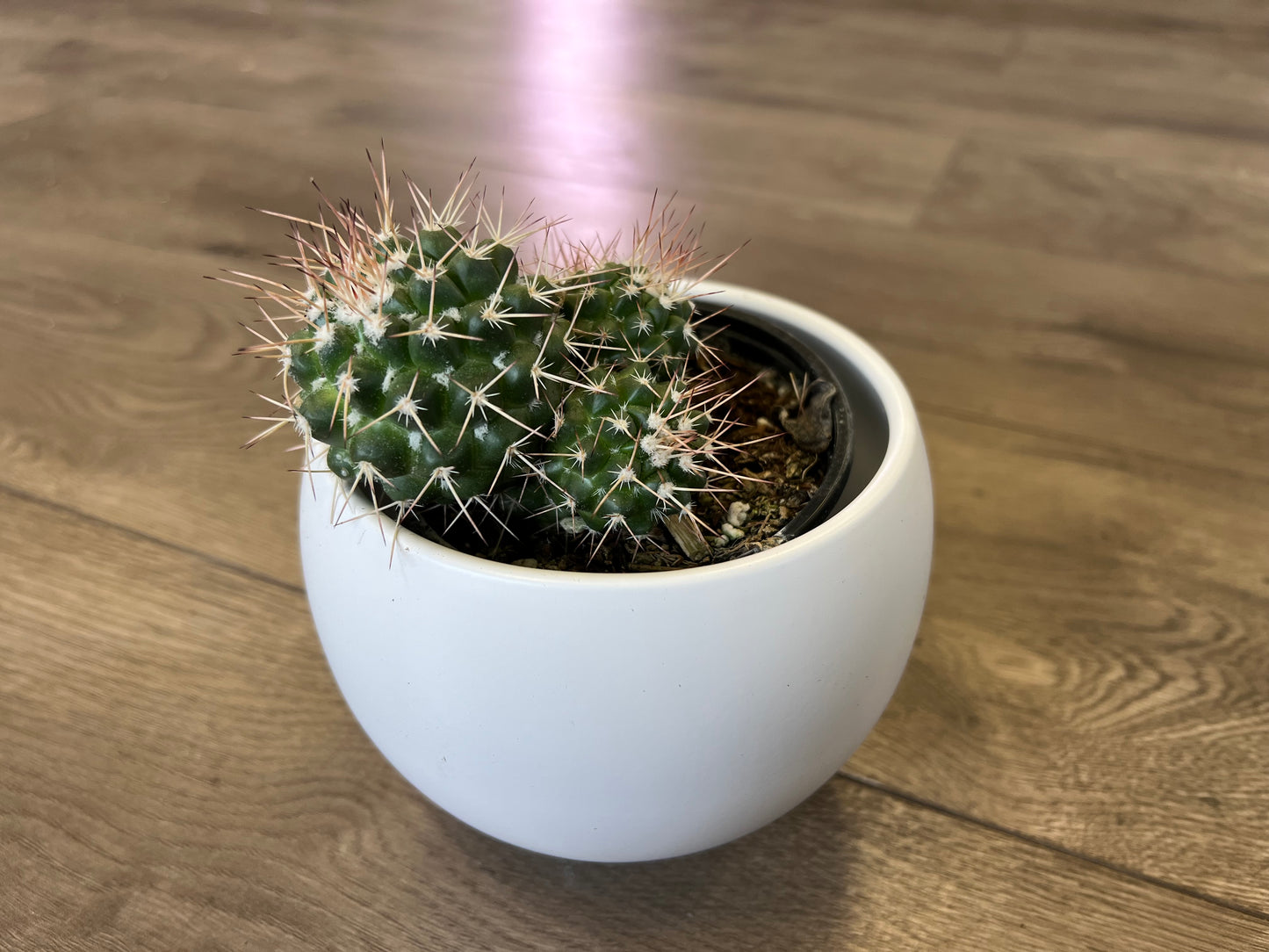 Mammillaria polythele cactus