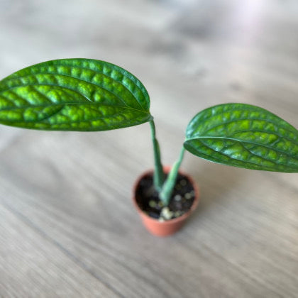 Monstera karstenianum ‘Peru’