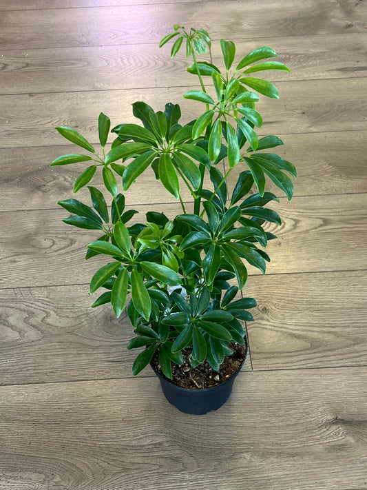 Schefflera arboricola