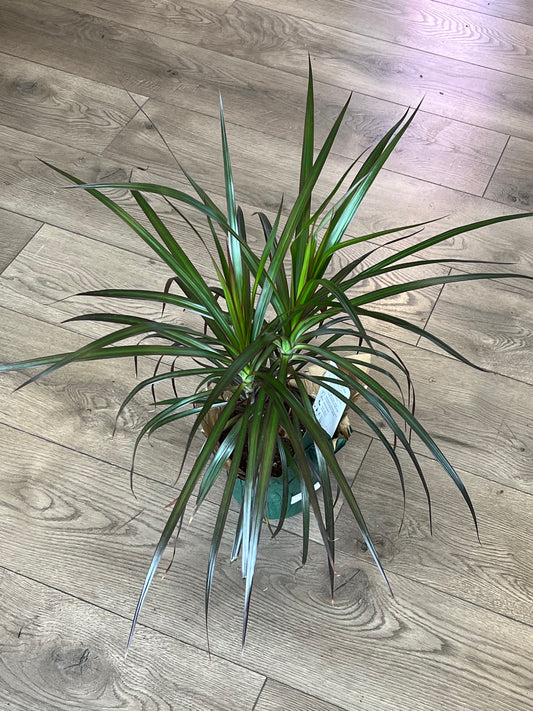 Dracaena marganita