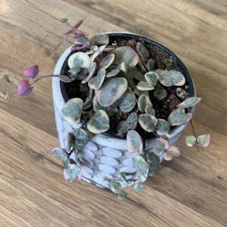 Ceropegia woodii variegata 'String of Hearts Var'