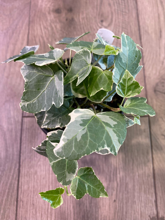 Hedera helix ‘Glacier English Ivy’